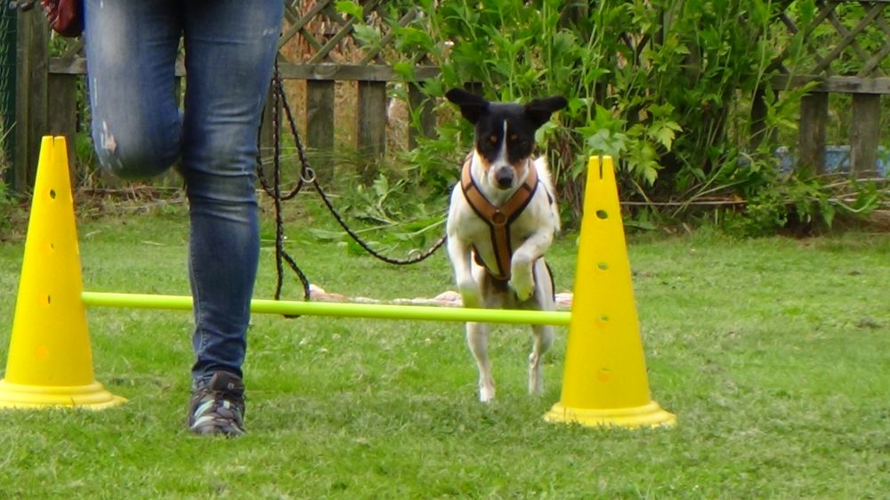 Crossdogging Wedemark