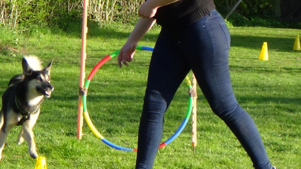 Hundesport Wunstorf
