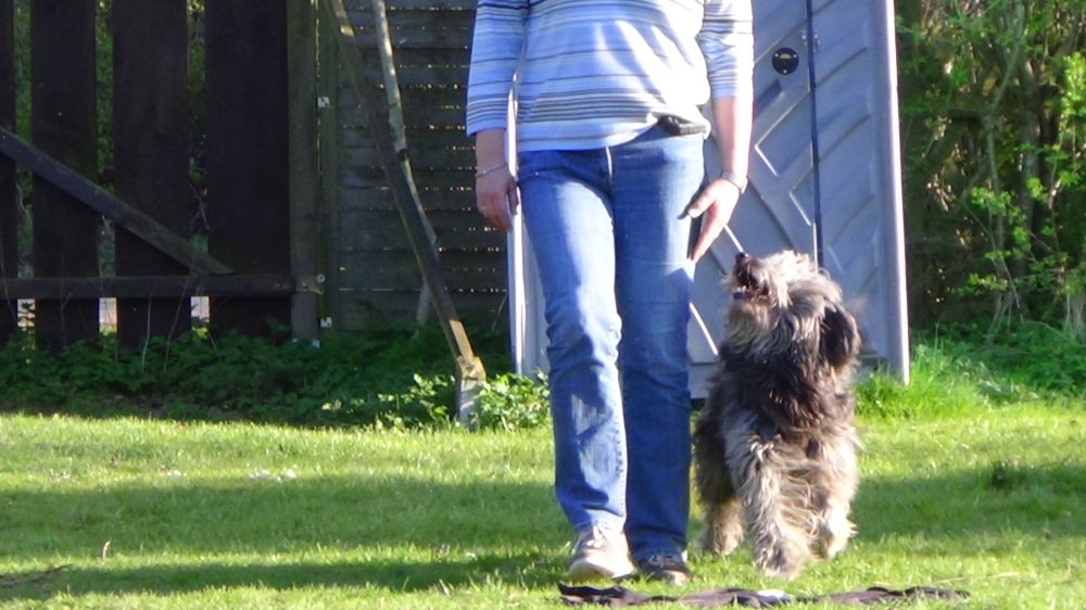 Crossdogging Wunstorf